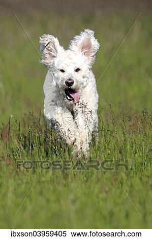 "Labradoodle, adult, male, running on grass, Germany, Europe" View Large Photo Image Stock Photography - "Labradoodle, adult, male, running on grass, Germany, Europe". Fotosearch