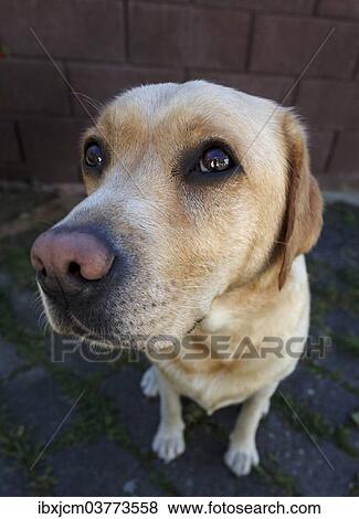 Stock Photo - "Labrador Retriever dog, Thuringia, Germany, Europe". Fotosearch