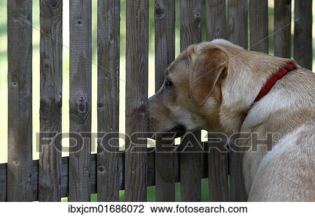 Labrador Retriever looking through a fence View Large Photo Image Stock Image - Labrador Retriever looking through a fence. Fotosearch