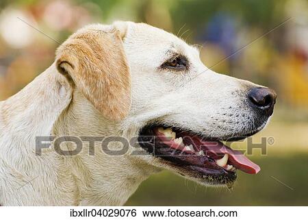 Labrador Retriever View Large Photo Image Stock Photograph - Labrador Retriever. Fotosearch