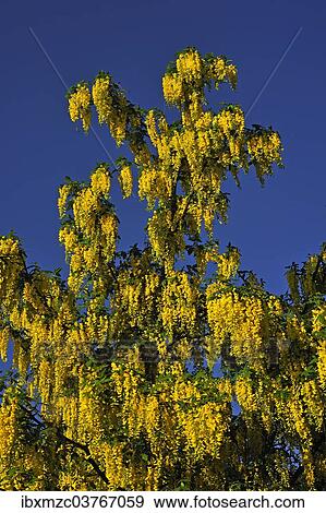 Stock Photo - "Laburnum or Golden Chain (Laburnum), flowering, Middle Franconia, Bavaria, Germany, Europe". Fotosearch