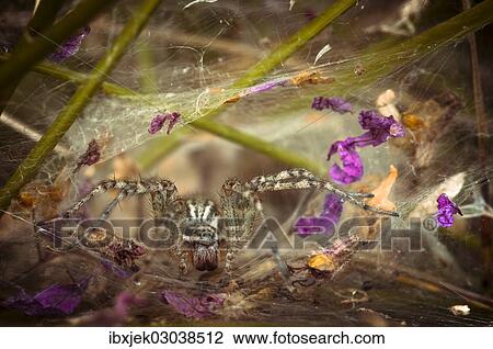 "Labyrinth Spider (Agelena labyrinthica), Schmellwitz, Cottbus, Brandenburg, Germany, Europe" View Large Photo Image Stock Image - "Labyrinth Spider (Agelena labyrinthica), Schmellwitz, Cottbus, Brandenburg, Germany, Europe". Fotosearch
