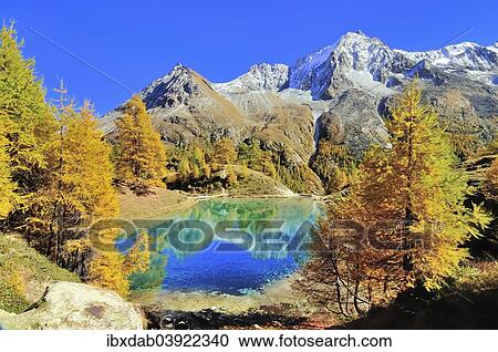 "Lac Bleu with autumnal larch trees in Val d'Arolla, Mt Dents de Veisivi at the back, Canton of Valais, Switzerland, Europe" View Large Photo Image Stock Image - "Lac Bleu with autumnal larch trees in Val d'Arolla, Mt Dents de Veisivi at the back, Canton of Valais, Switzerland, Europe". Fotosearch