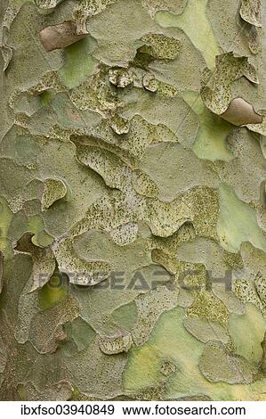 "Lacebark Pine or White-barked Pine (Pinus bungeana), bark, Thuringia, Germany, Europe" View Large Photo Image Stock Photo - "Lacebark Pine or White-barked Pine (Pinus bungeana), bark, Thuringia, Germany, Europe". Fotosearch