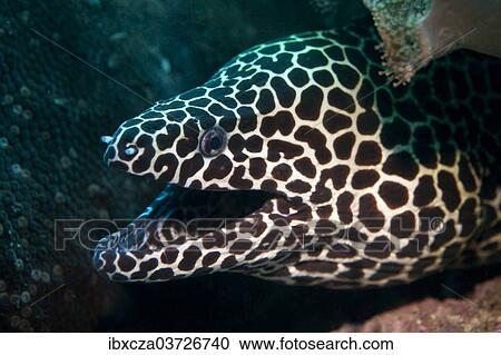 "Laced Moray (Gymnothorax favagineus), Gulf of Oman, Oman, Asia" View Large Photo Image Stock Image - "Laced Moray (Gymnothorax favagineus), Gulf of Oman, Oman, Asia". Fotosearch
