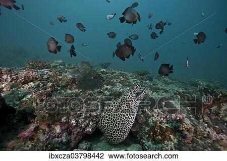 "Laced Moray (Gymnothorax favagineus), Gulf of Oman, Oman, Asia" View Large Photo Image Stock Image - "Laced Moray (Gymnothorax favagineus), Gulf of Oman, Oman, Asia". Fotosearch