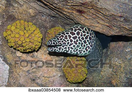 "Laced Moray (Gymnothorax favagineus), Red Sea, Egypt, Africa" View Large Photo Image Stock Photo - "Laced Moray (Gymnothorax favagineus), Red Sea, Egypt, Africa". Fotosearch