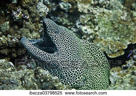 "Laced Moray (Gymnothorax favagineus), Gulf of Oman, Oman, Asia" View Large Photo Image Stock Photography - "Laced Moray (Gymnothorax favagineus), Gulf of Oman, Oman, Asia". Fotosearch