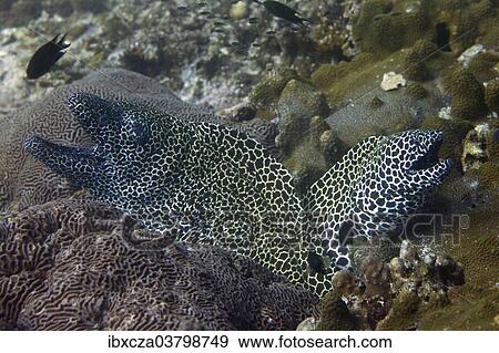 "Laced Morays (Gymnothorax favagineus), Gulf of Oman, Oman, Asia" View Large Photo Image Stock Photo - "Laced Morays (Gymnothorax favagineus), Gulf of Oman, Oman, Asia". Fotosearch