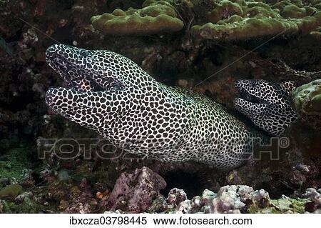 "Laced Morays (Gymnothorax favagineus), Gulf of Oman, Oman, Asia" View Large Photo Image Stock Photography - "Laced Morays (Gymnothorax favagineus), Gulf of Oman, Oman, Asia". Fotosearch