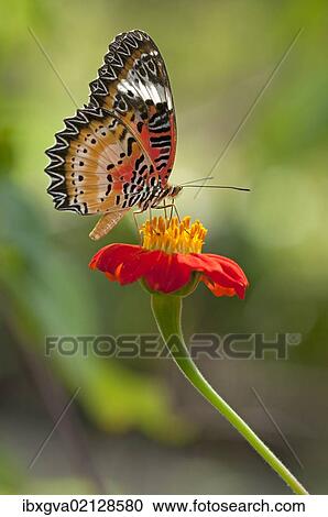 Stock Image - "Lacewing (Cethosia) drinking nectar from a flower, Siem Reap, Cambodia, Southeast Asia, Asia". Fotosearch