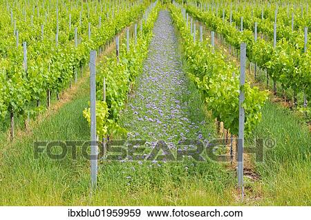 "Lacy phacelia (Phacelia tanacetifolia), planted as green manure or cover crop in a vineyard, Baden-Wuerttemberg, Germany, Europe" View Large Photo Image Stock Photo - "Lacy phacelia (Phacelia tanacetifolia), planted as green manure or cover crop in a vineyard, Baden-Wuerttemberg, Germany, Europe". Fotosearch