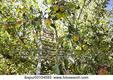 "Ladder in an apple tree during apple harvest, Kaiser Wilhelm variety, Saxony, Germany, Europe" View Large Photo Image Stock Image - "Ladder in an apple tree during apple harvest, Kaiser Wilhelm variety, Saxony, Germany, Europe". Fotosearch