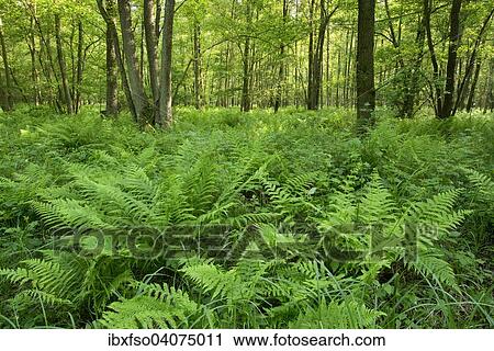 Stock Image - "Lady Fern (Athyrium filix-femina) in an Alder carr Alter or Black Alder (Alnus glutinosa), Barnbruch Nature Reserve, Lower Saxony, Germany, Europe". Fotosearch