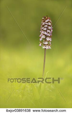 "Lady Orchid (Orchis purpurea), Lower Austria, Austria, Europe" View Large Photo Image Stock Photo - "Lady Orchid (Orchis purpurea), Lower Austria, Austria, Europe". Fotosearch