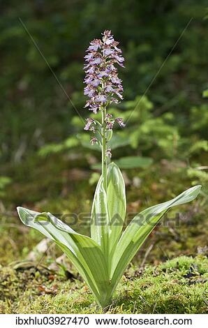 "Lady Orchid (Orchis purpurea), Orchid of 2013, Baden-Wurttemberg, Germany, Europe" View Large Photo Image Stock Image - "Lady Orchid (Orchis purpurea), Orchid of 2013, Baden-Wurttemberg, Germany, Europe". Fotosearch