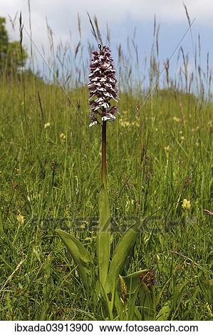 "Lady Orchid (Orchis purpurea), flowering, Eifel National Park, North Rhine-Westphalia, Germany, Europe" View Large Photo Image Stock Image - "Lady Orchid (Orchis purpurea), flowering, Eifel National Park, North Rhine-Westphalia, Germany, Europe". Fotosearch