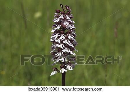 "Lady Orchid (Orchis purpurea), flowering, Eifel National Park, North Rhine-Westphalia, Germany, Europe" View Large Photo Image Stock Image - "Lady Orchid (Orchis purpurea), flowering, Eifel National Park, North Rhine-Westphalia, Germany, Europe". Fotosearch