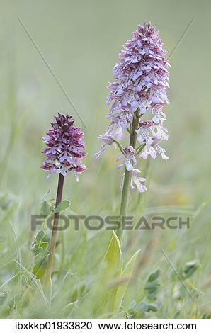 "Lady Orchid (Orchis purpurea), Leutratal, Jena, Thuringia, Germany, Europe" View Large Photo Image Stock Image - "Lady Orchid (Orchis purpurea), Leutratal, Jena, Thuringia, Germany, Europe". Fotosearch