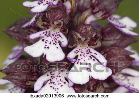 "Lady Orchid (Orchis purpurea), flowering, Eifel National Park, North Rhine-Westphalia, Germany, Europe" View Large Photo Image Stock Photograph - "Lady Orchid (Orchis purpurea), flowering, Eifel National Park, North Rhine-Westphalia, Germany, Europe". Fotosearch