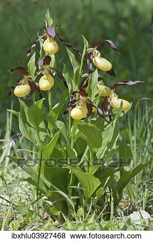 "Lady's Slipper (Cypripedium calceolus), Black Forest, Baden-Wurttemberg, Germany, Europe" View Large Photo Image Stock Photo - "Lady's Slipper (Cypripedium calceolus), Black Forest, Baden-Wurttemberg, Germany, Europe". Fotosearch