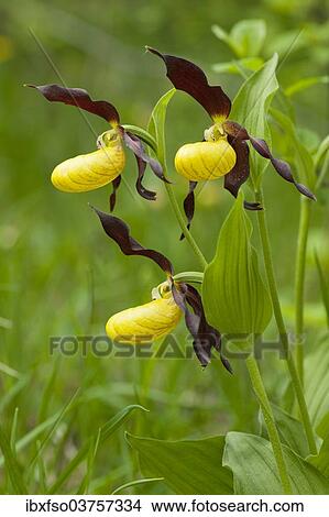 Picture - "Lady's Slipper Orchid (Cypripedium calceolus), flowering, Thuringia, Germany, Europe". Fotosearch