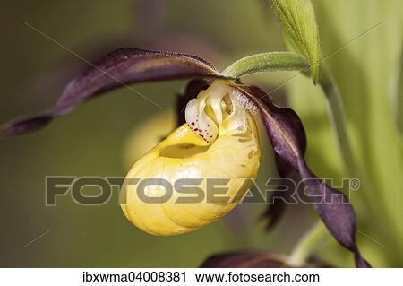 "Lady's Slipper Orchid (Cypripedium calceolus), Meissner Nature Park, Hesse, Germany, Europe" View Large Photo Image Stock Image - "Lady's Slipper Orchid (Cypripedium calceolus), Meissner Nature Park, Hesse, Germany, Europe". Fotosearch