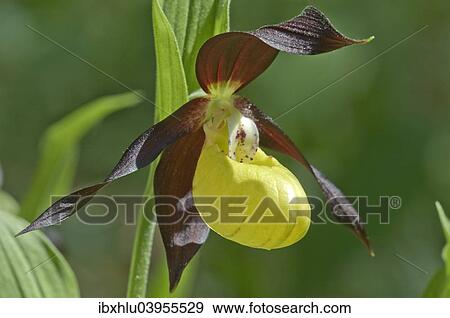 "Lady's Slipper Orchid (Cypripedium calceolus), Black Forest, Baden-Wurttemberg, Germany, Europe" View Large Photo Image Stock Photo - "Lady's Slipper Orchid (Cypripedium calceolus), Black Forest, Baden-Wurttemberg, Germany, Europe". Fotosearch