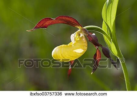 "Lady's Slipper Orchid (Cypripedium calceolus), flowering, Thuringia, Germany, Europe" View Large Photo Image Stock Photograph - "Lady's Slipper Orchid (Cypripedium calceolus), flowering, Thuringia, Germany, Europe". Fotosearch