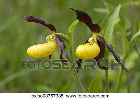 "Lady's Slipper Orchid (Cypripedium calceolus), flowering, Thuringia, Germany, Europe" View Large Photo Image Stock Photography - "Lady's Slipper Orchid (Cypripedium calceolus), flowering, Thuringia, Germany, Europe". Fotosearch