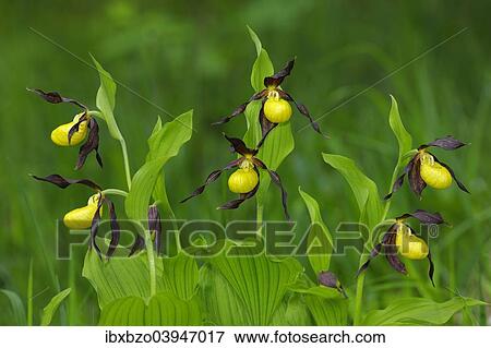 "Lady's Slipper Orchids (Cypripedium calceolus), flower cluster, Swabian Alb biosphere reserve, Baden-Wurttemberg, Germany, Europe" View Large Photo Image Stock Photo - "Lady's Slipper Orchids (Cypripedium calceolus), flower cluster, Swabian Alb biosphere reserve, Baden-Wurttemberg, Germany, Europe". Fotosearch
