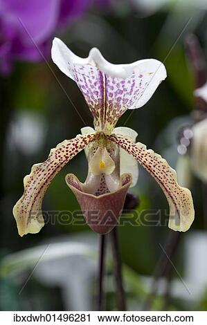 "Lady's Slipper (Paphiopedilum san actaeus), blossom, flower" View Large Photo Image Stock Image - "Lady's Slipper (Paphiopedilum san actaeus), blossom, flower". Fotosearch