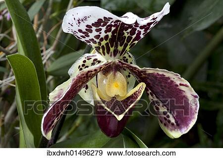 Stock Photo - "Lady's Slipper (Paphiopedilum sparsholt), blossom, flower". Fotosearch