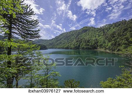 "Lago Chico, Huerquehue National Park, Pucon, Araucania Region, Chile, South America" View Large Photo Image Stock Photo - "Lago Chico, Huerquehue National Park, Pucon, Araucania Region, Chile, South America". Fotosearch