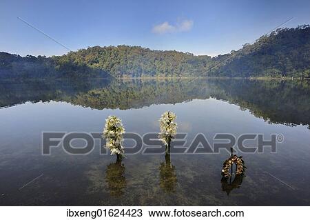 "Laguna Chicabal, a lake sacred to the Mayan people, Guatemala, Central America, North America" View Large Photo Image Stock Image - "Laguna Chicabal, a lake sacred to the Mayan people, Guatemala, Central America, North America". Fotosearch