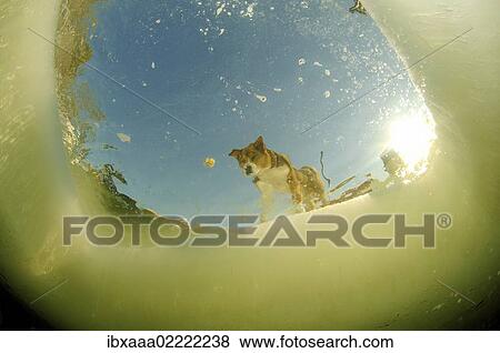 Stock Photo - "Laika dog looking into ice hole, White Sea, Kareliya, Karelia, north Russia, Arctic". Fotosearch