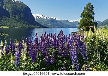 Stock Image - "Lake and snow-capped mountains in the county of Sogn og Fjordane, Norway, Europe". Fotosearch