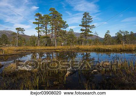 "Lake, Anderdalen National Park, Senja, Norway, Europe" View Large Photo Image Stock Image - "Lake, Anderdalen National Park, Senja, Norway, Europe". Fotosearch
