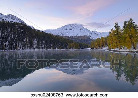 "Lake Champfer with an autumnal coloured Larch (Larix) forest with Piz da la Margna at the rear, Pontresina, Grisons, Engadine, Switzerland, Europe" View Large Photo Image Stock Image - "Lake Champfer with an autumnal coloured Larch (Larix) forest with Piz da la Margna at the rear, Pontresina, Grisons, Engadine, Switzerland, Europe". Fotosearch