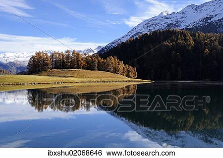 Stock Photograph - "Lake Champfer with larch forest with autumnal colouring, St. Moritz, Engadine, Grisons, Switzerland, Europe". Fotosearch