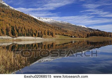 Stock Photography - "Lake Champfer with larch forest with autumnal colouring, St. Moritz, Engadine, Grisons, Switzerland, Europe". Fotosearch