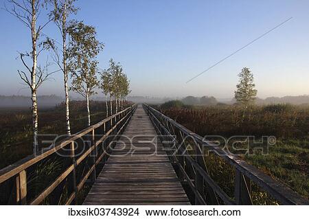 "Lake Federsee boardwalk, Lake Federsee Nature Reserve in the early morning, near Bad Buchau, Baden-Wurttemberg, Germany, Europe" View Large Photo Image Picture - "Lake Federsee boardwalk, Lake Federsee Nature Reserve in the early morning, near Bad Buchau, Baden-Wurttemberg, Germany, Europe". Fotosearch