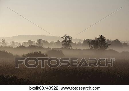 "Lake Federsee Moor with morning fog, reeds, near Bad Buchau, Baden-Wurttemberg, Germany, Europe" View Large Photo Image Stock Image - "Lake Federsee Moor with morning fog, reeds, near Bad Buchau, Baden-Wurttemberg, Germany, Europe". Fotosearch
