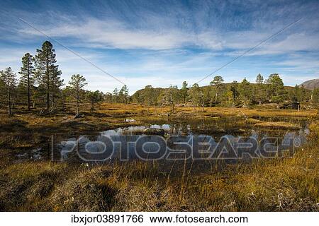 "Lake in Anderdalen National Park, Senja, Norway, Europe" View Large Photo Image Stock Photograph - "Lake in Anderdalen National Park, Senja, Norway, Europe". Fotosearch