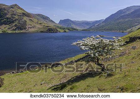 "Lake of Crummock Water, Lake District National Park, Cumbria, England, United Kingdom, Europe" View Large Photo Image Picture - "Lake of Crummock Water, Lake District National Park, Cumbria, England, United Kingdom, Europe". Fotosearch