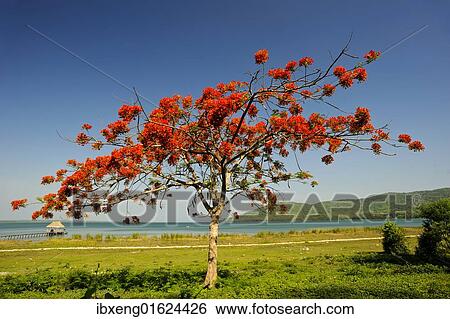 "Lake Peten Itza, Peten, rainforest, Guatemala, Central America, North America" View Large Photo Image Stock Photograph - "Lake Peten Itza, Peten, rainforest, Guatemala, Central America, North America". Fotosearch