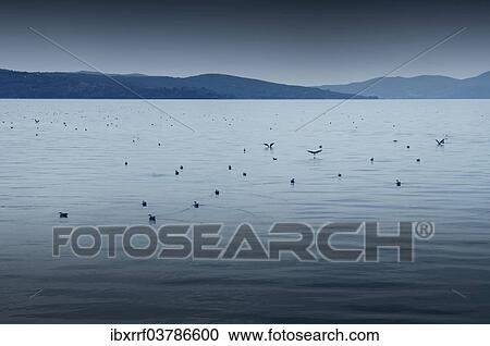 Stock Image - "Lake Trasimeno or Lago Trasimeno with seagulls, Umbria, Italy, Europe". Fotosearch