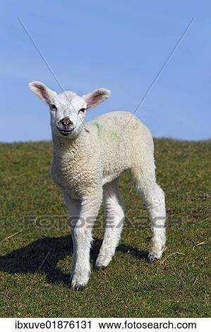 "Lamb, domestic sheep, ewe lamb (Ovis ammon f. aries) standing on a dyke, Schleswig-Holstein, Germany, Europe" View Large Photo Image Stock Image - "Lamb, domestic sheep, ewe lamb (Ovis ammon f. aries) standing on a dyke, Schleswig-Holstein, Germany, Europe". Fotosearch