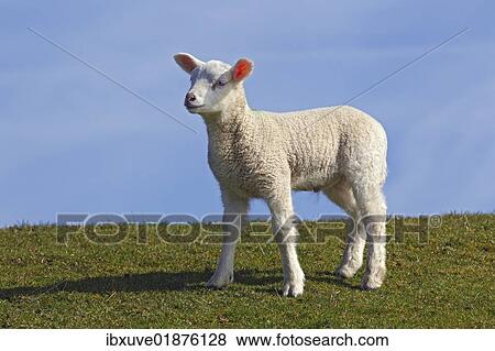 "Lamb, domestic sheep, ewe lamb (Ovis ammon f. aries) standing on a dyke, Schleswig-Holstein, Germany, Europe" View Large Photo Image Stock Photo - "Lamb, domestic sheep, ewe lamb (Ovis ammon f. aries) standing on a dyke, Schleswig-Holstein, Germany, Europe". Fotosearch