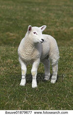 Stock Photo - "Lamb, Domestic Sheep (Ovis ammon f. Aries), Schleswig-Holstein, Germany, Europe". Fotosearch